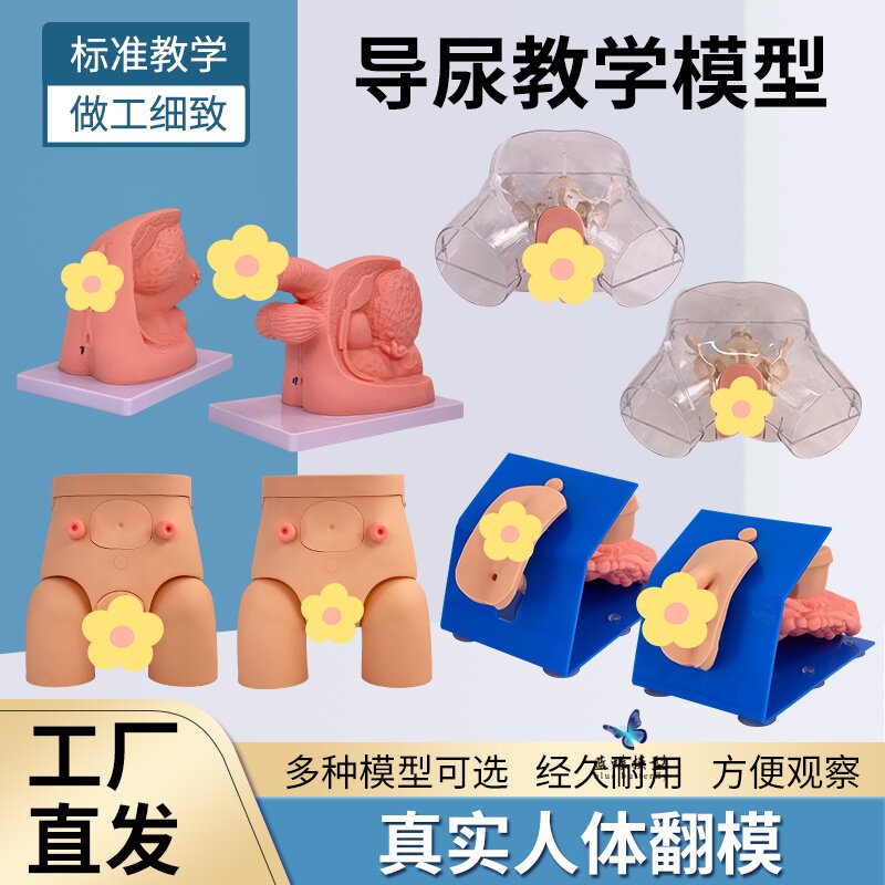 教学仿真男女性导尿模型插尿管导尿技能操作护理灌肠生殖泌尿系统