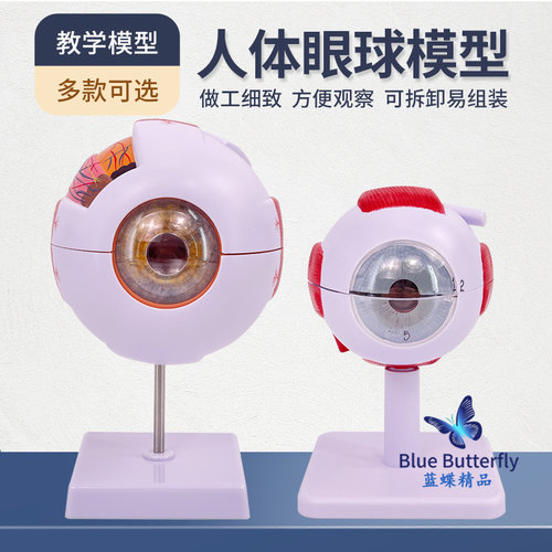 人体教学眼球解剖结构模型可拆卸
