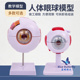 人体教学眼球解剖结构模型可拆卸儿童仿真眼睛玩具医学眼部模型图