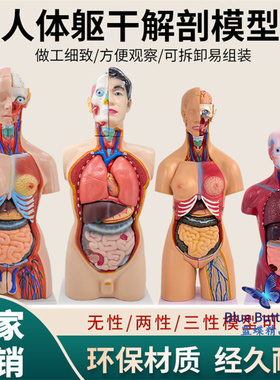 28cm85cm人体躯干解剖模型器官可拆卸医学教学心脏内脏模型玩具