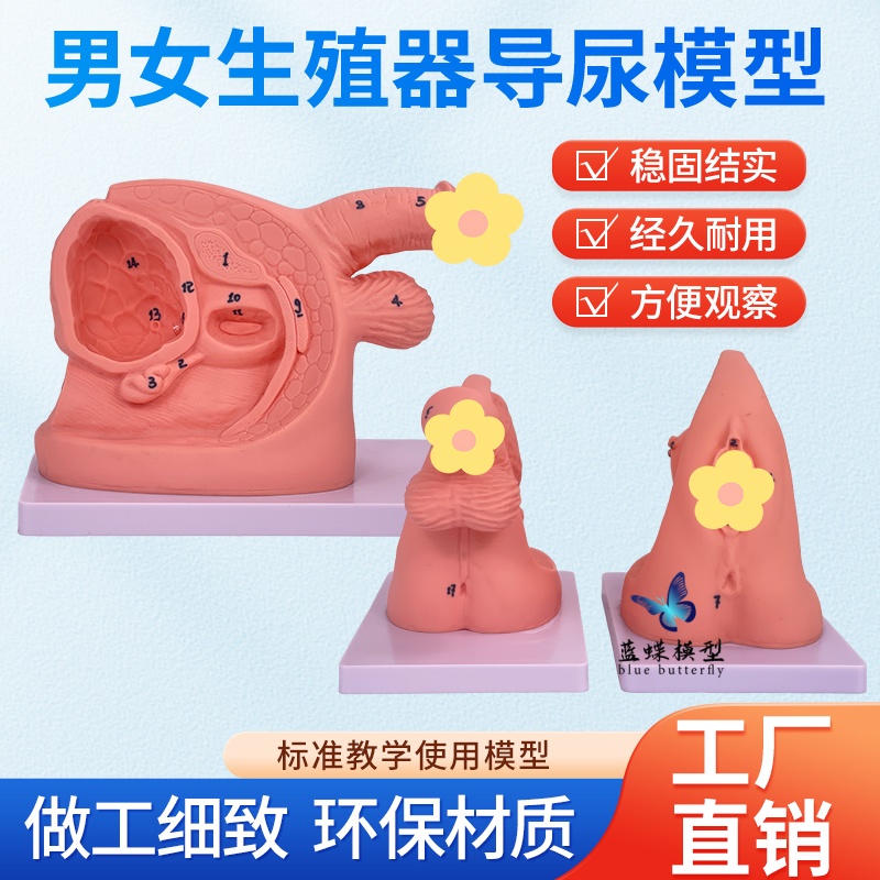 蓝蝶模型简易人体导尿训练教具