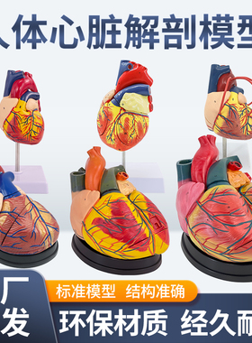 1:1人体心脏解剖模型 B超彩超可拆卸 自然大心脏医学教学模型