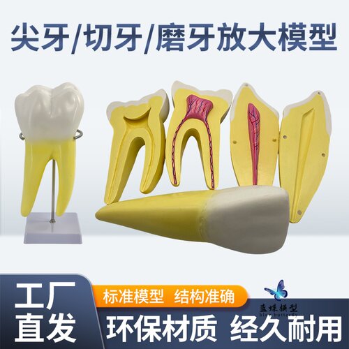 蓝蝶模型人体牙齿解剖模型教具