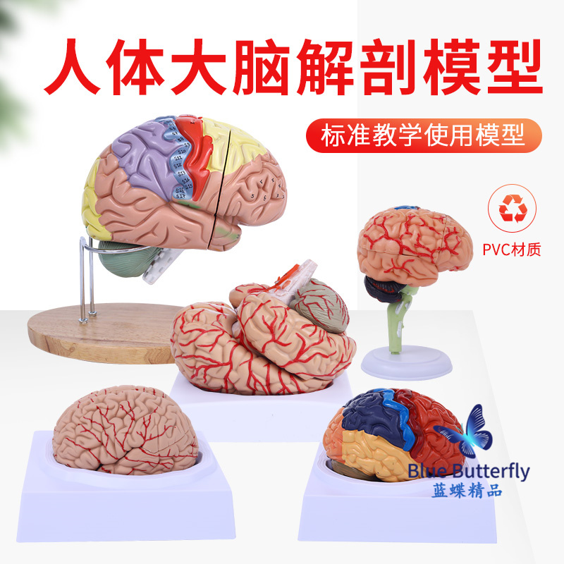 蓝蝶人体大脑解剖模型教具