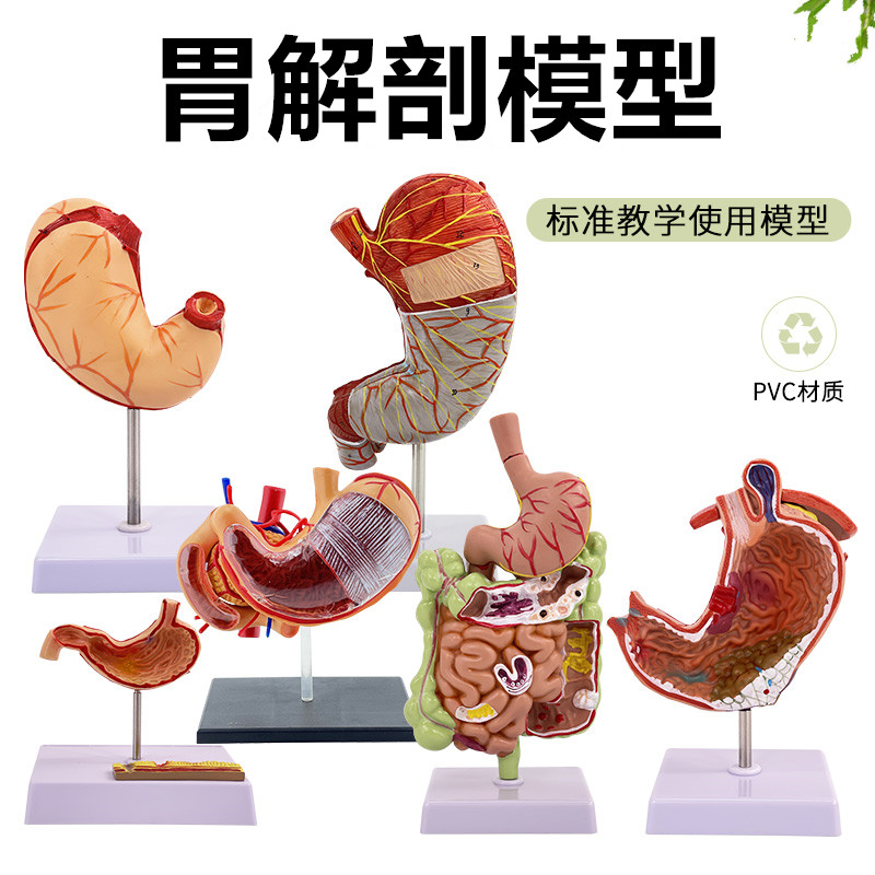 蓝蝶人体胃解剖模型教具