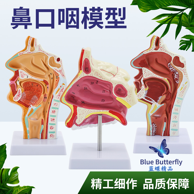 蓝蝶人体鼻腔解剖模型教具