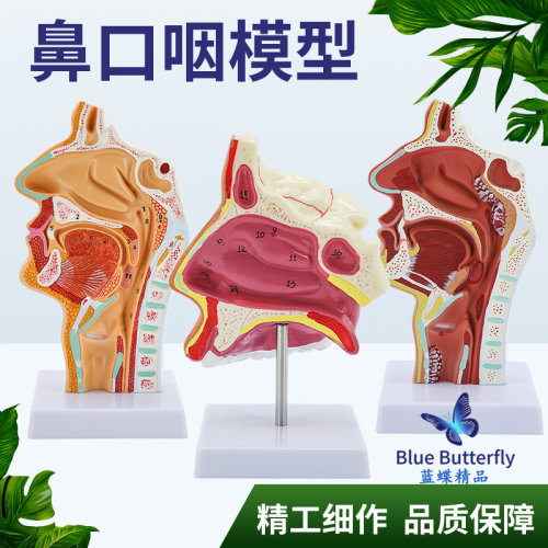 蓝蝶人体鼻腔解剖模型教具