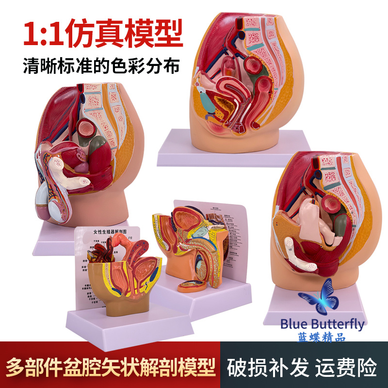 蓝蝶模型女性矢状解剖教具