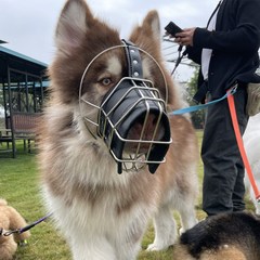 阿拉斯加狗嘴罩狗嘴套巨型犬大型犬不锈钢口套口笼防狗咬防乱吃
