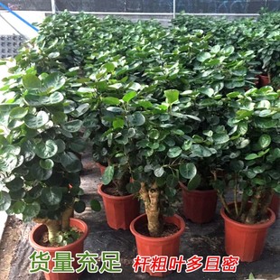 金钱兜圆叶福禄桐盆栽室内客厅发财树金钱树老桩盆景摇钱树绿植