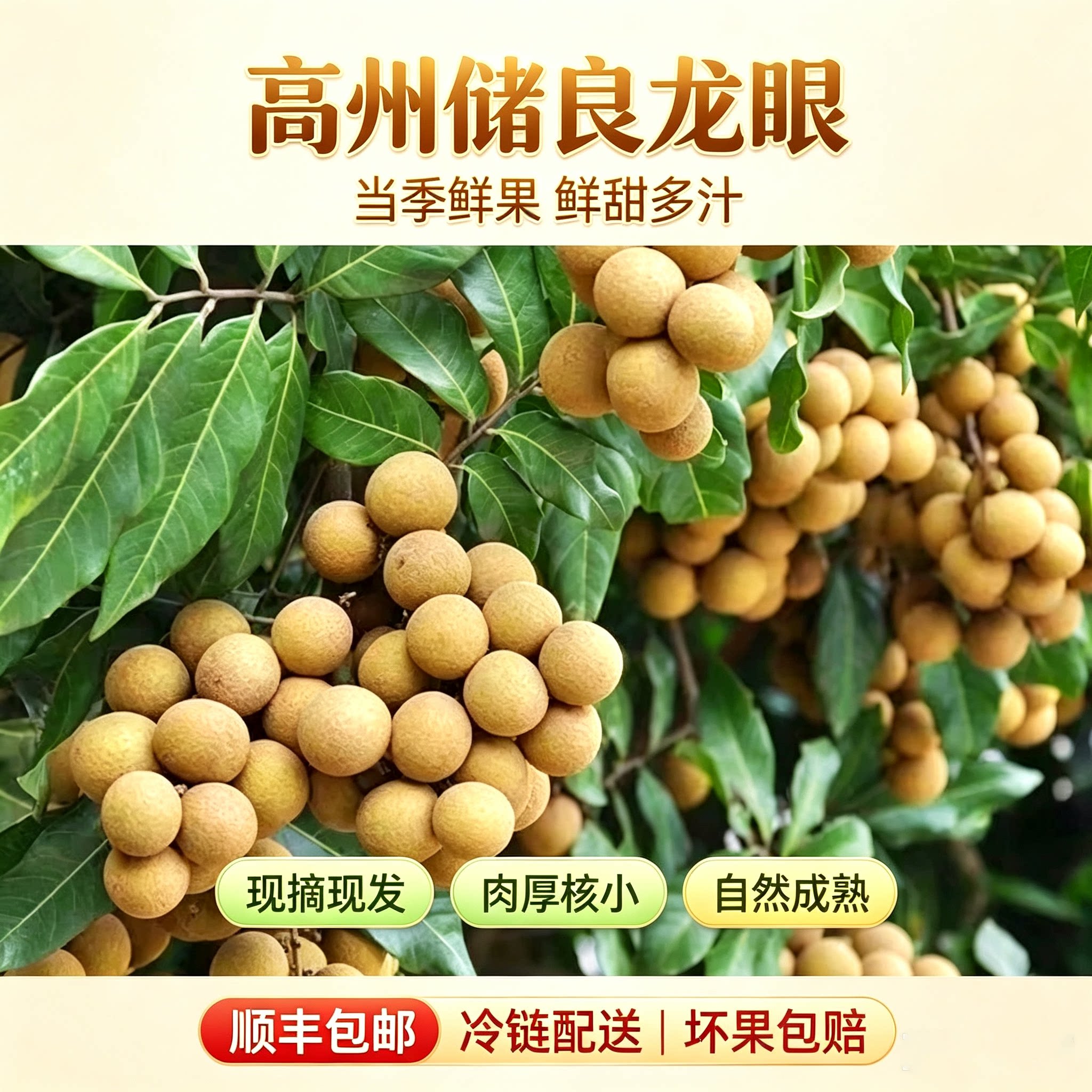 【顺丰包邮】广东高州储良龙眼 肉厚多汁 新鲜现摘 清甜多汁