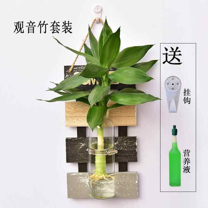 实木壁挂墙面装饰室内客厅墙上吊挂创意水培玻璃花瓶绿萝绿植套装