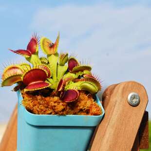 盆栽 食虫植物-B52捕蝇草(捕虫器可以长到5cm的捕蝇草)