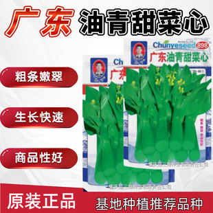 广东油青甜菜心种子速生四九菜心种子红菜苔孑白菜苔四季蔬菜种籽