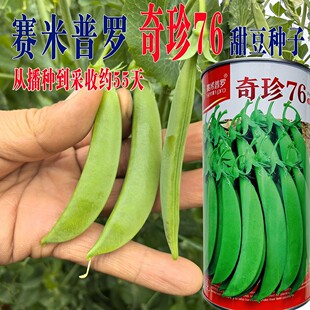 奇珍76甜豌豆种子高产抗病耐热耐寒农家菜园基地阳台蔬菜甜豆种子