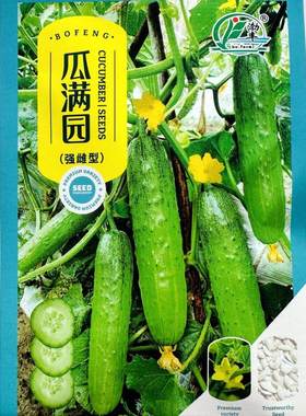渤丰瓜满园强雌黄瓜种子杂交早熟抗病高产旱黄瓜种籽春秋季播种孑