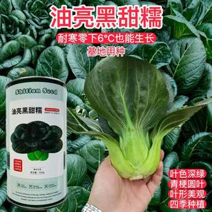 油亮黑甜糯四倍体好吃青菜种籽菜园四季耐寒黑油菜苏州青蔬菜种子