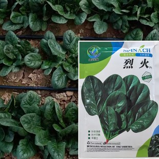 一代杂交大叶菠菜种籽烈火F1菠菜种子抗病耐热深绿叶菜籽蔬菜种孑