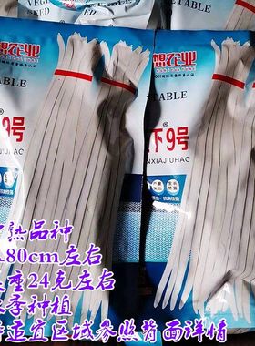 长白豆角种籽南京荚天下9号白色长豇豆种子春夏秋季种植