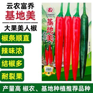 富乔基地美大果美人椒种子红尖椒种子耐裂海花红辣椒种子产量高