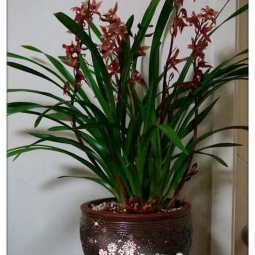 云南兰花浓香兰花大苗墨兰5苗包邮报岁兰年宵花室内耐寒植物露养