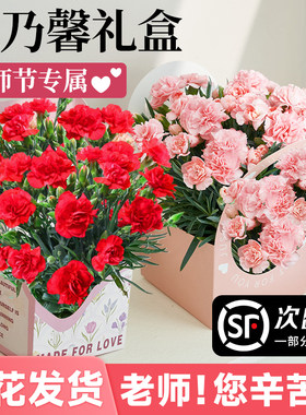 好货康乃馨鲜花盆栽带花苞母亲节礼物花篮送妈妈花束花卉室内四季