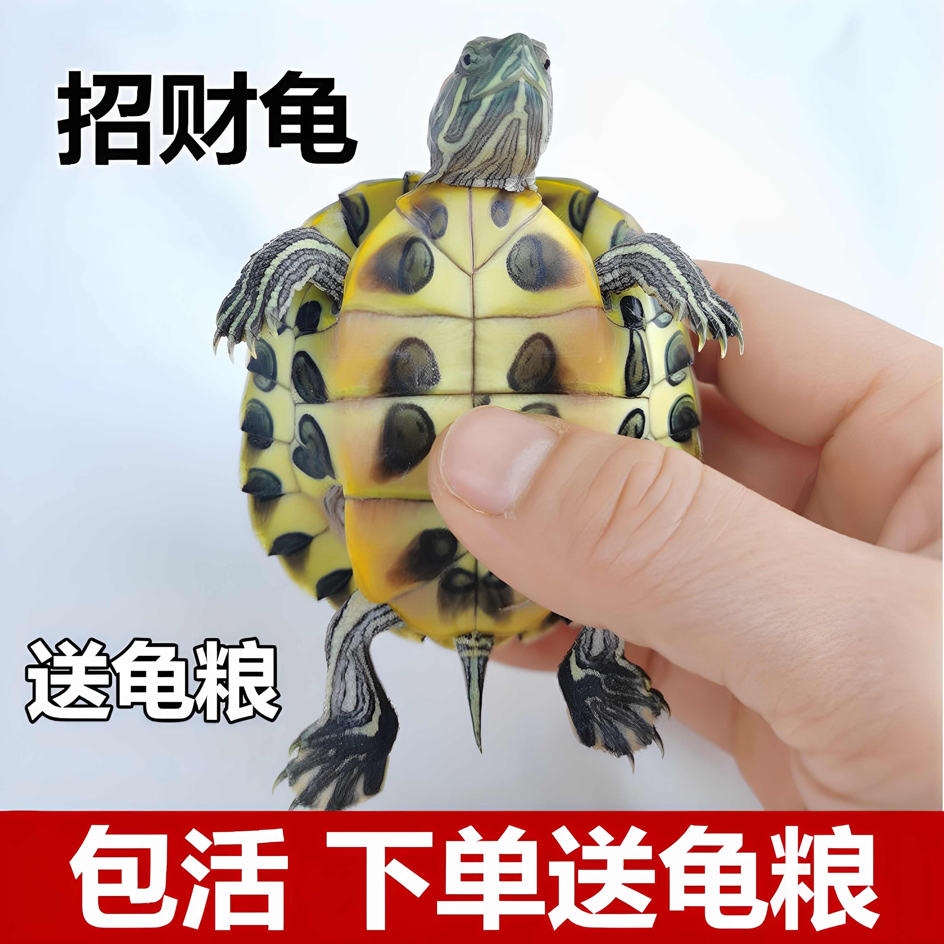 招财巴西龟情侣龟小乌龟活体观赏宠物龟苗适合新手儿童家养小动物