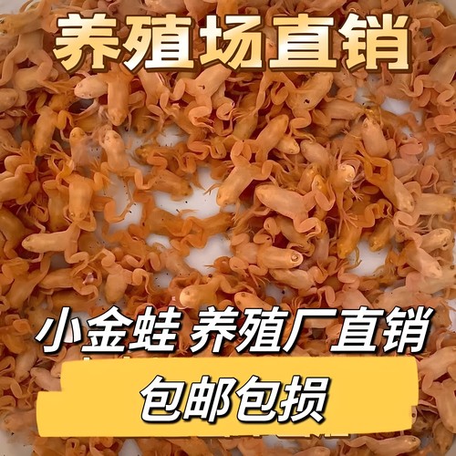 黄金蛙活体招财小金蛙乌龟饵料龙鱼饲料鱼缸观赏青蛙金蟾蛙