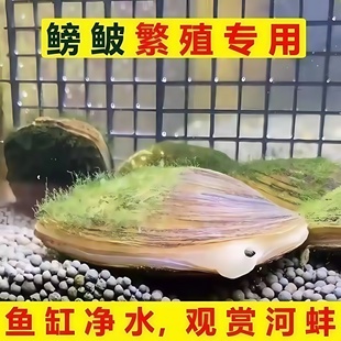 鳑鲏繁殖专用河蚌除藻活体观赏宠物吃鱼粪淡水冷水鱼缸净化水质