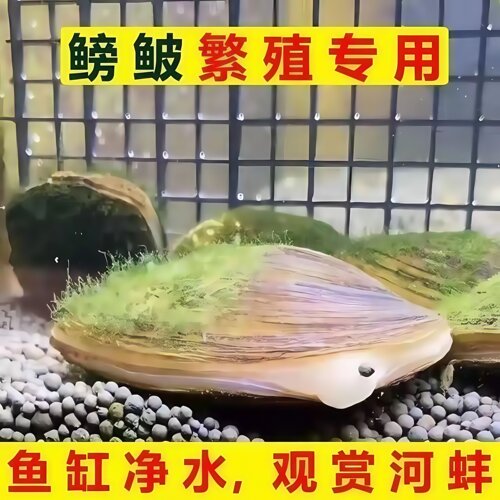 鳑鲏繁殖专用河蚌除藻活体观赏
