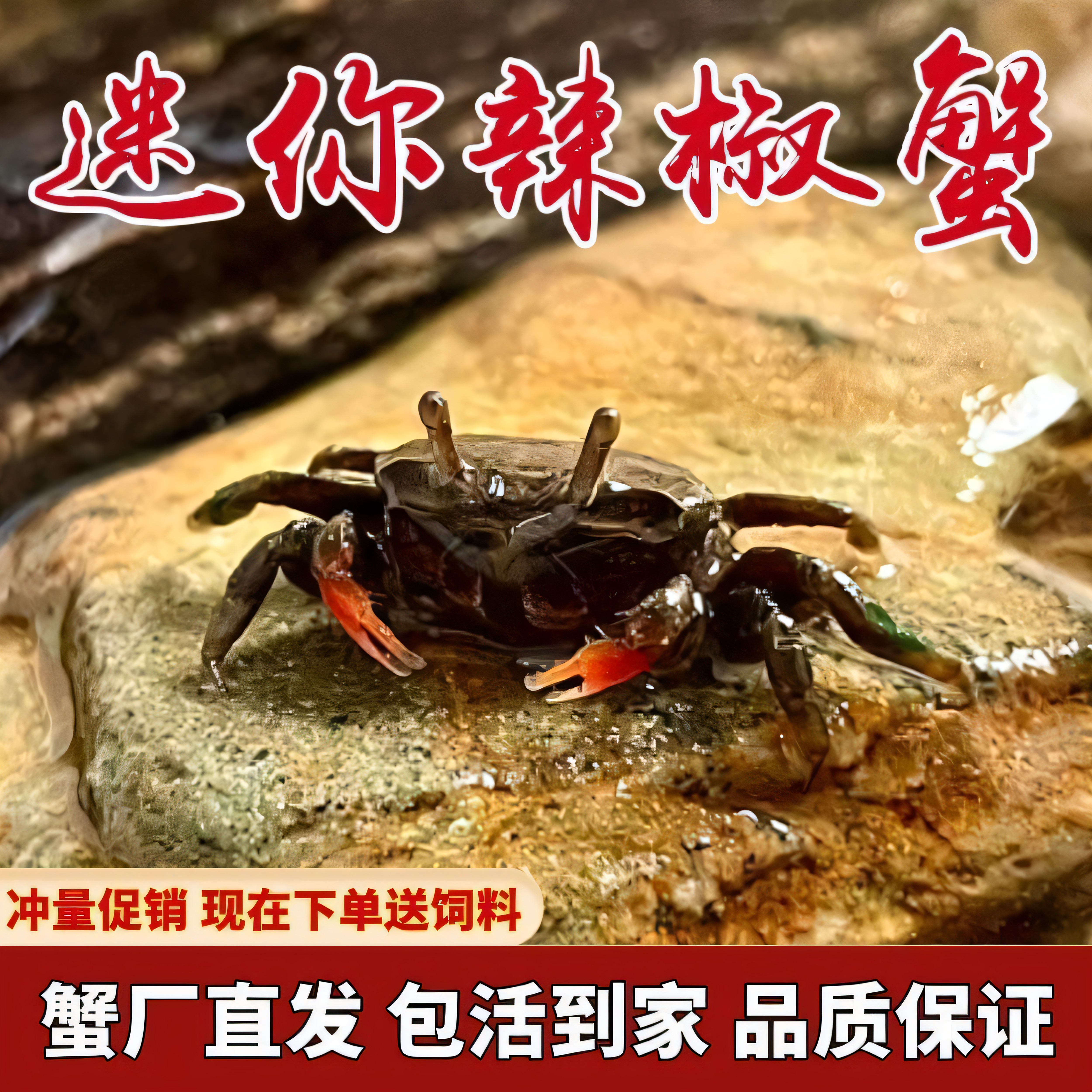 迷你蟹辣椒蟹宠物鱼缸观赏蟹淡水活体草缸可深水养殖小螃蟹除藻蟹