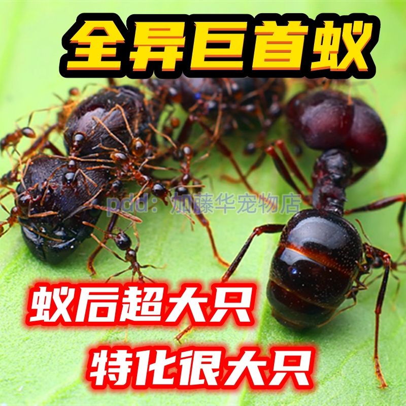 新品全异巨首蚁蚁后弓背蚁大头蚁蚁巢生日礼物L试管蚁巢铺道蚁猛