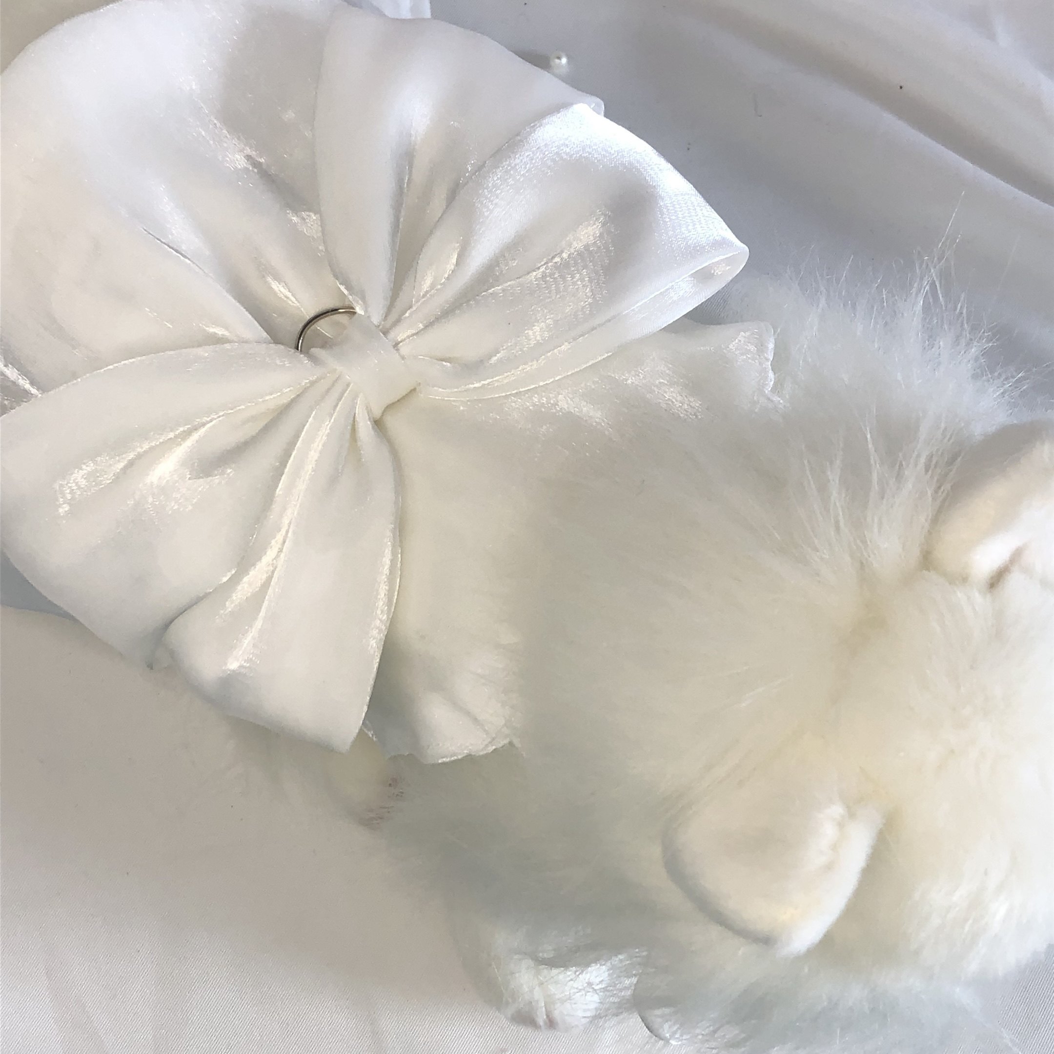 白色宠物狗狗小型犬连衣裙可牵引