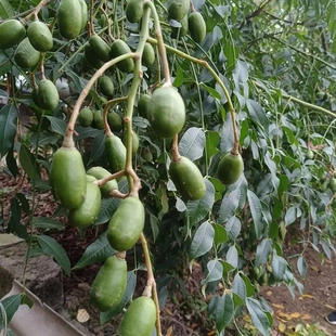 云南红河金平应季新鲜水果酸味精果马卵果 嘎哩啰送辣椒面包邮