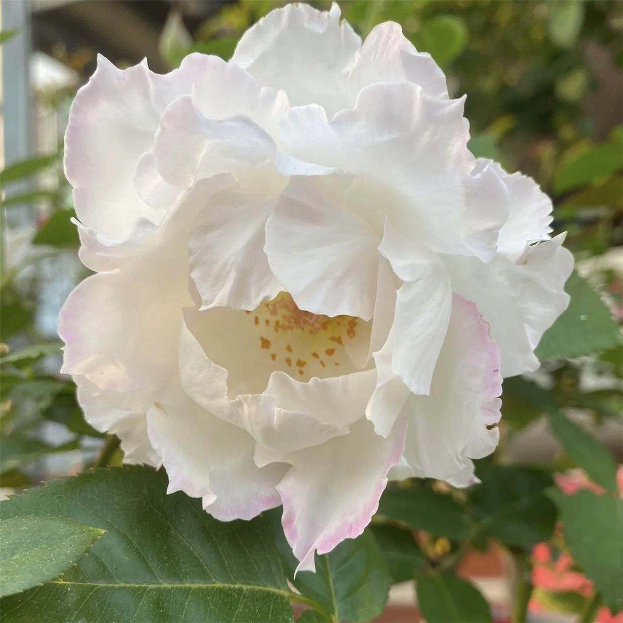 乐柏月季花苗 花朵非常仙 香味浓郁花期长河本风系列阳台庭院盆栽