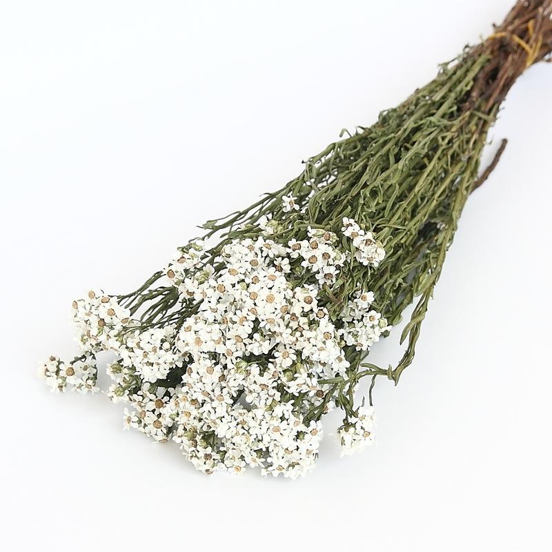 直销新款白梅银包菊干花永生花礼盒花材家居插花拍照道具浮游瓶香