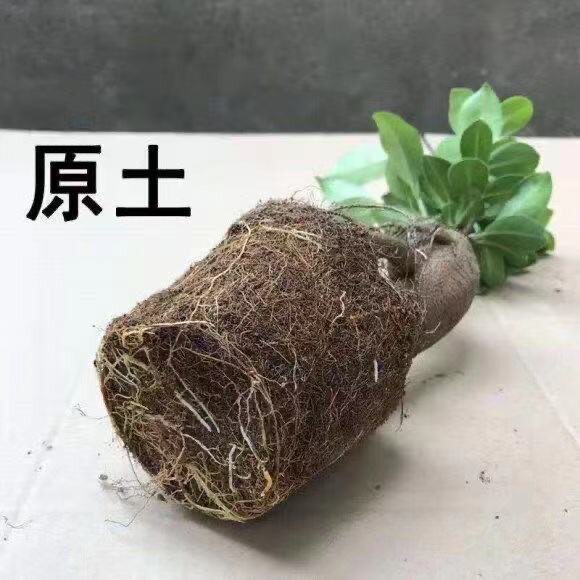 人参榕小叶榕树四季常青观叶造型树桩盆景苗室内客厅植物盆栽绿植