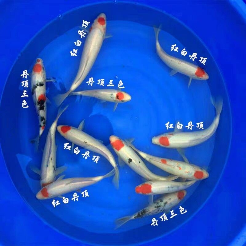 丹顶锦鲤丹顶三色家养高档观赏鱼淡水鱼鸿运当头