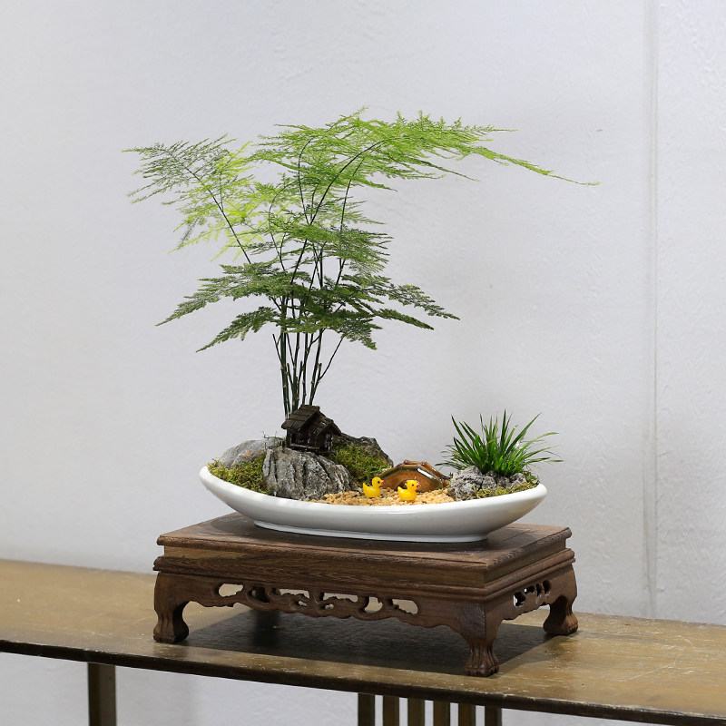 高端文竹盆栽室内客厅办公室茶几桌面绿植花卉云竹盆景植物好养
