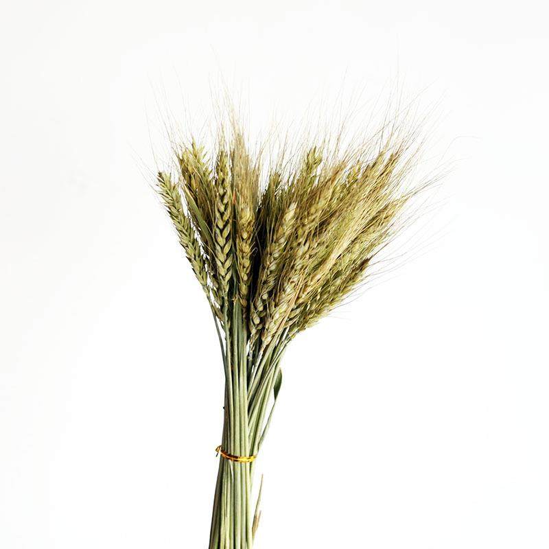 新款直销干花大麦小麦真花开业花篮黄色大麦DIY材料花束麦穗干花,家居饰品,餐桌花艺,淘宝优惠券,粉丝福利购,淘宝优惠卷