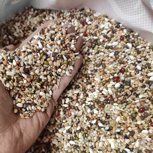 鸽粮50斤包邮喷窝无玉米粒红高粱小颗粒喂食幼鸽信鸽鸽子粮食20斤