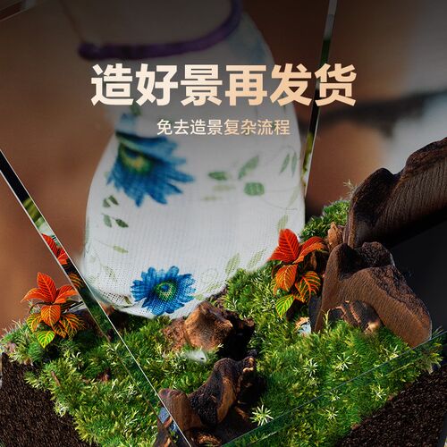 小鱼缸客厅2025新款生态造景全套小型斗鱼超白桌面雨林水陆玻璃缸