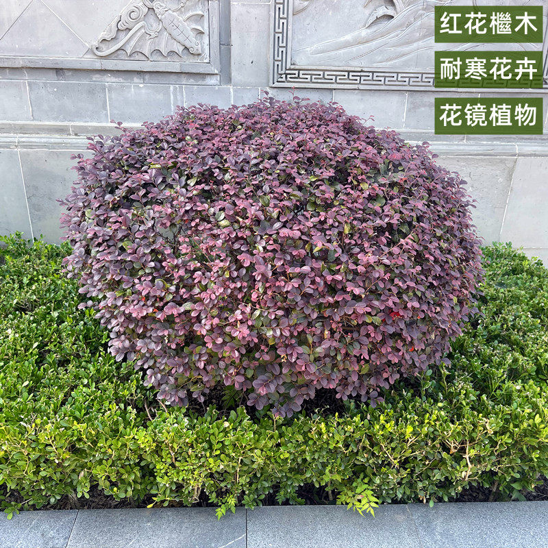 红花木球树苗庭院绿化植物四季常青红花继木观叶灌木观赏绿篱