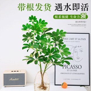 水培植物鸭脚木室内客厅办公室绿植马醉木好养八方来财鸭掌木盆栽
