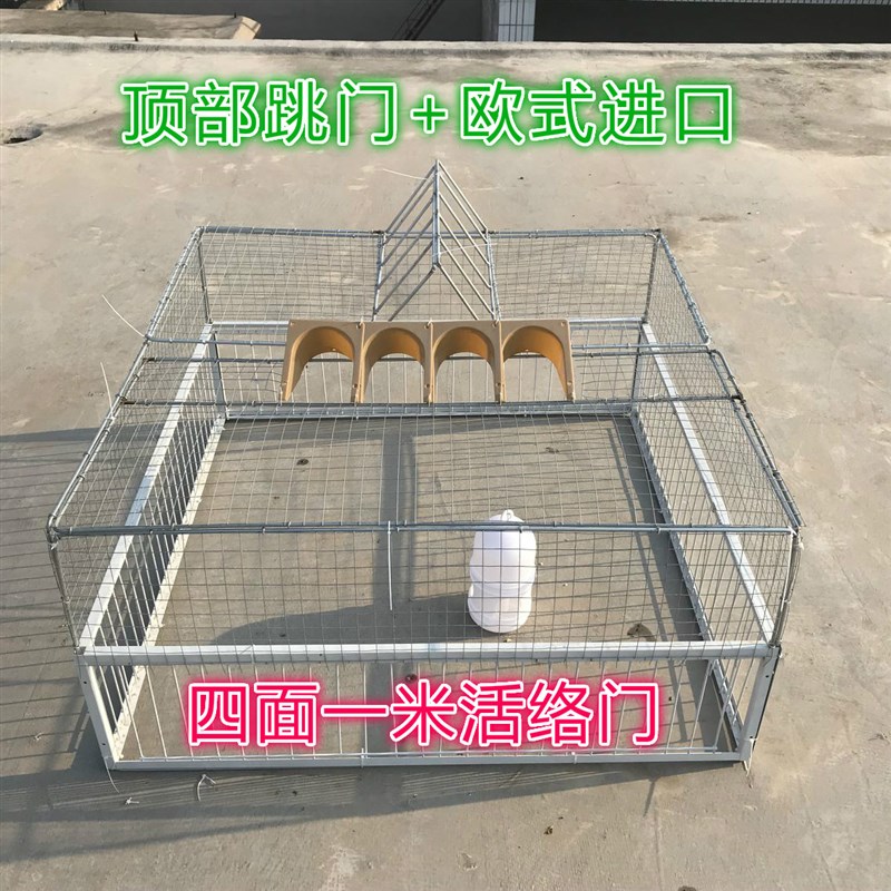 天落笼只进不出野外抓鸽神器鸽子自动捕鸽神器收鸽机撞门鸽子笼