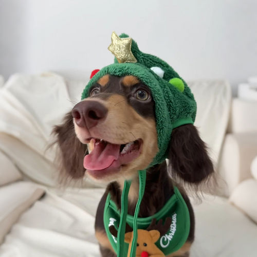 圣诞节狗狗帽子围脖两件套可漏耳朵卡通头套保暖cos服饰拍照道具