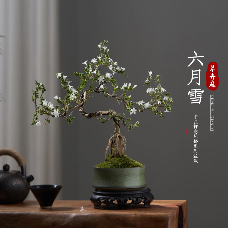金边六月雪盆栽植物室内悬崖飘枝造型盆景办公室桌面绿植重瓣花卉