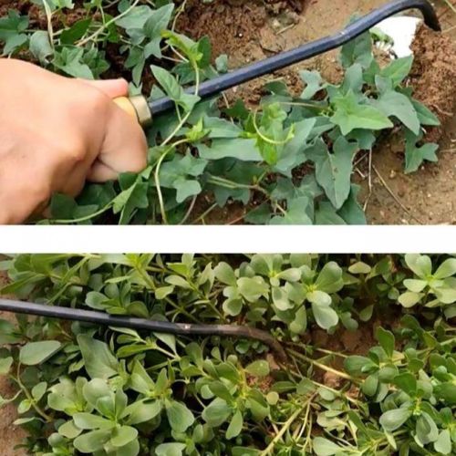 锄头锄草神器锄地除草铲子全钢农用锄草工具人工小型简易杂草拔草