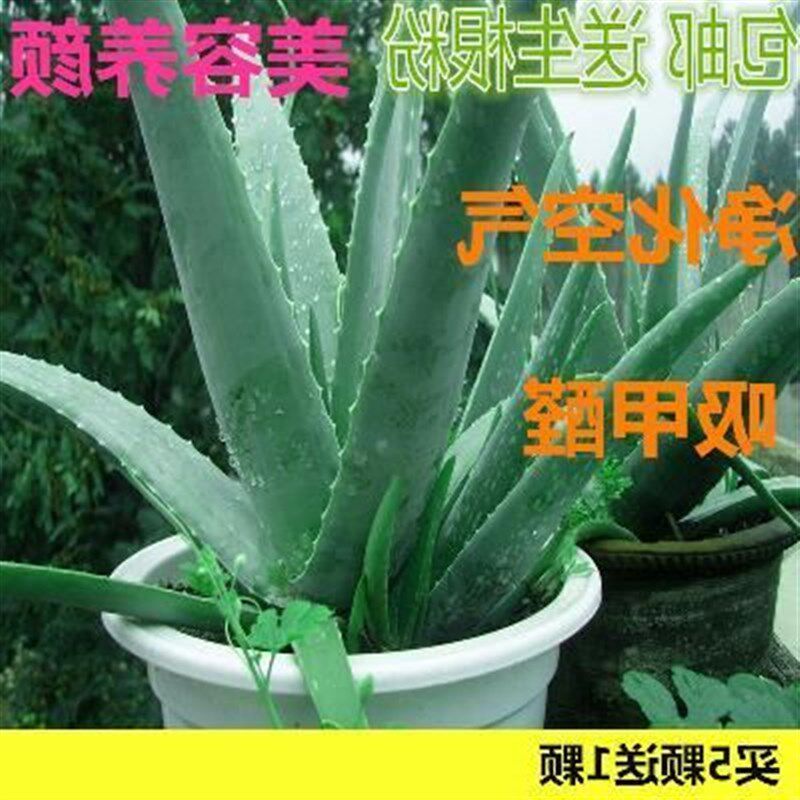 芦荟盆栽芦荟盆栽植物室内种植芦荟树大盆栽芦荟盆栽植物美容补