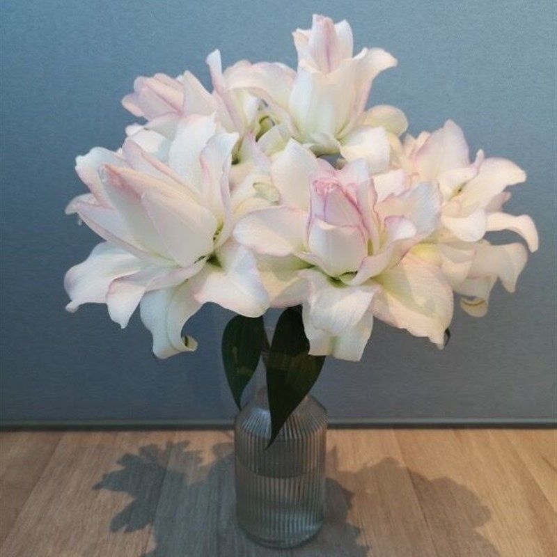 高级大朵AA级冰美人百合甜蜜约会重瓣百合鲜花插花水养云南直发